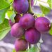 Violet Plum - Facebook