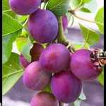 Violet Plum - @violetplum22316 - Instagram