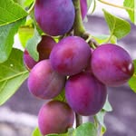 Violet Plum - @violetplum022316 - Instagram