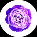 Violet - @violetplumerias - Instagram