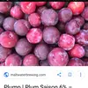 violetaplum - @violetaplum8 - TikTok