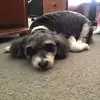 violetpollard9 - @violetpollard18 - TikTok