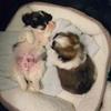 VioletaPonce 148🐶🐶 - @violetaponce4life - TikTok