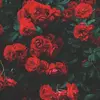 Violet Ramirez - @violetipar - TikTok