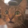 Violet - @violetreagan08 - TikTok