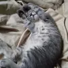 kitty the cats 😍 - @violetrich2 - TikTok