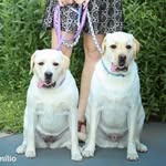 🐶 Riley&Violet (Full Siblings) - @rileyandviolet - Instagram