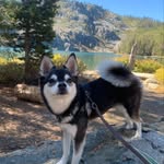 Violet Riley - @violetpupper - Instagram