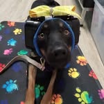 Violet Roberts - @assistancedogviolet - Instagram