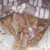 violetrogers - @xx.dino.bub_the.kitty - TikTok