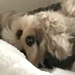 @peace_violetroman - Instagram