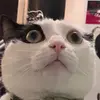 violetroth0 - @violet.roth - TikTok