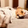violetthejackrussell - @violetthejackrussell - TikTok