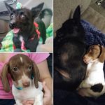 Violet & Ryder - @violet_n_ryder - Instagram