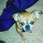 Violet And Navi - @violetsaboss - Instagram