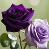 Violeta..12 - @violetsalinas - TikTok