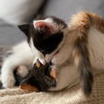 Samson & Violet - @samson_and_violet - Instagram