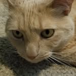 Violet Schultz - @violet.schultz.73 - Instagram