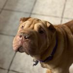 violet🐕 - @violet.thesharpei - Instagram