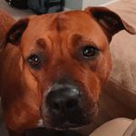Violet Shockley - @cute_doggo313 - Instagram