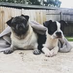 Violet & Duke Silver - @pugandaboston - Instagram