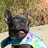 Violet_Sky - @violet_the_frenchie - TikTok