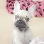 Violet Sloan - @violetthefrenchie1 - Instagram