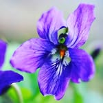 MM - @violet_smiley___ - Instagram