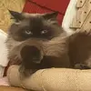 Violet Soto - @violet.soto4 - TikTok