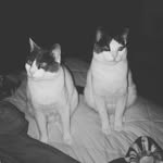 Violet & Spencer - @violet_and_spencer - Instagram