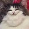 cluelesshuman - @violetstewart52 - TikTok