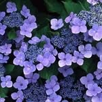 @violet_stock - Instagram