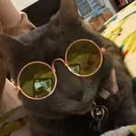 Violet Strong - @violetthecatt - Instagram