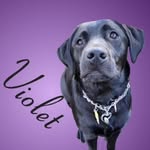 Violet Sullivan - @that_black_lab_violet - Instagram