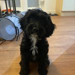 Violet Sullivan - @violet_sproodle - Instagram
