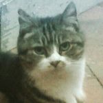 Violet Sutton - @dottycatbear - Instagram