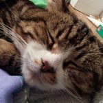 Violet sutton - @dotty_cat_bear - Instagram