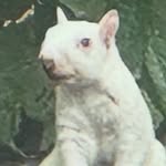 Violet Jo Swanson-Peet - @student4life4ever - Instagram