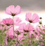 Sweet Violet - Facebook