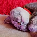 𝓥𝓲𝓸𝓵𝓮𝓽𝓽𝓪_𝓑𝓸𝓻𝓲𝓼𝓮𝓷𝓴𝓸 - @95_belka_strelka - Instagram