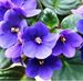 Violet Tackett - Facebook