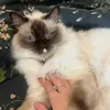 violet - @violettemplee - TikTok