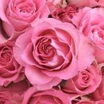 Violet - @violet_thorne2002 - Instagram