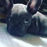 Violet Calthorpe - @violetcalthorpe - Instagram