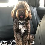 Leah Violet Tibble - @leo_12_cockerpoo - Instagram