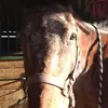 violet Tillman  - @rockie_rocks - TikTok