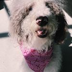 violet! - @violet.tompkins - Instagram