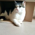 GattoVioletto - @violetto_the_cat - Instagram