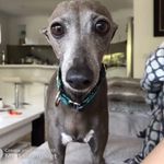 Violet Hope Flaherty - @violettotheitalian - Instagram