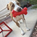 Violet To The Rescue - @violettotherescue - Instagram